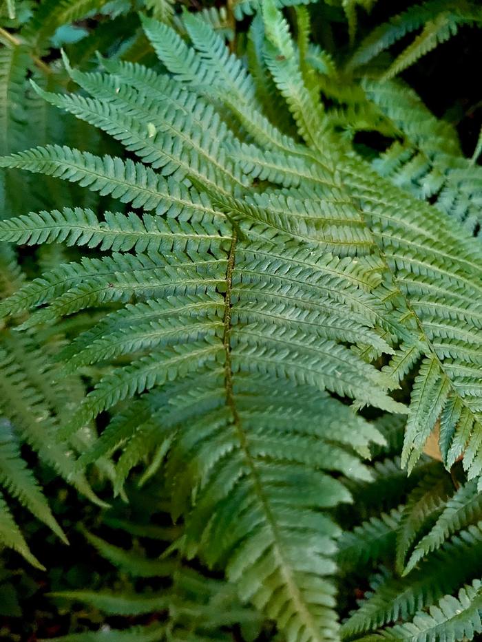 Nature — Roman, Москва